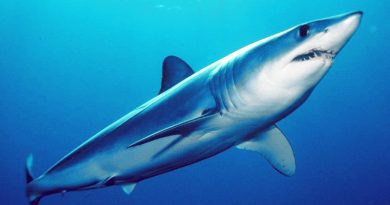 Sabias que el “Tiburon Marrajo” es el animal mas rapido del oceano?