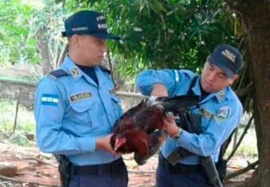 Un gallo va a la carcel por culpa de su dueño Un gallo va a la carcel por culpa de su dueño