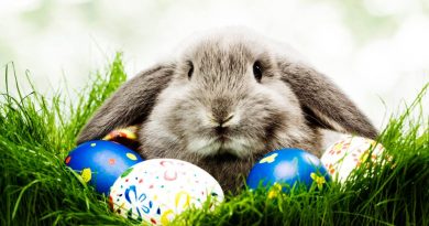El conejo de Pascua, origen y tradición